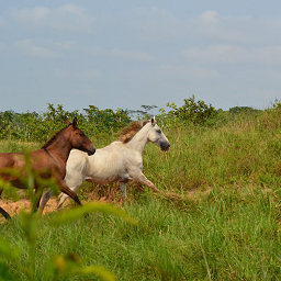 Horses in America